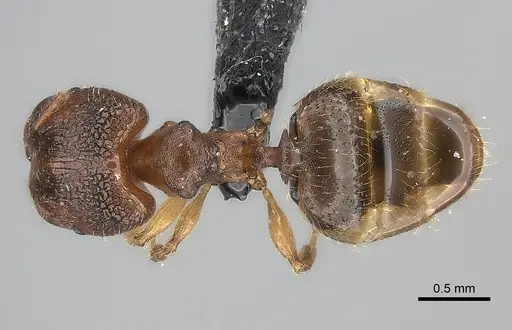 Pheidole nemoralis specimen CASENT0119444 image casent0119444_1