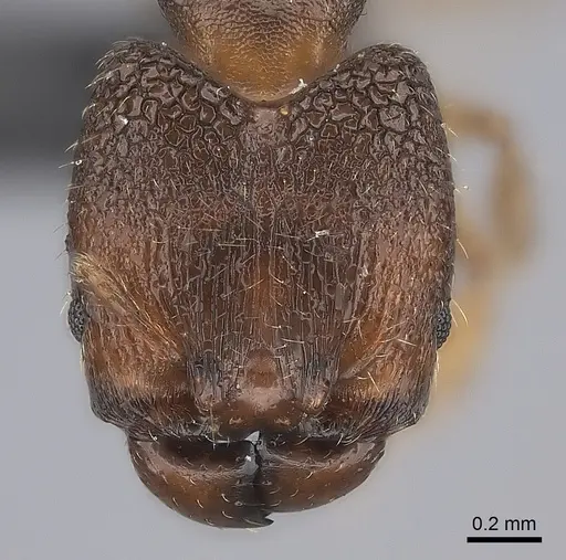 Pheidole nemoralis specimen CASENT0119444 image casent0119444_2