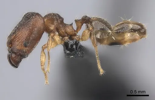 Pheidole nemoralis specimen CASENT0119444 image casent0119444_3