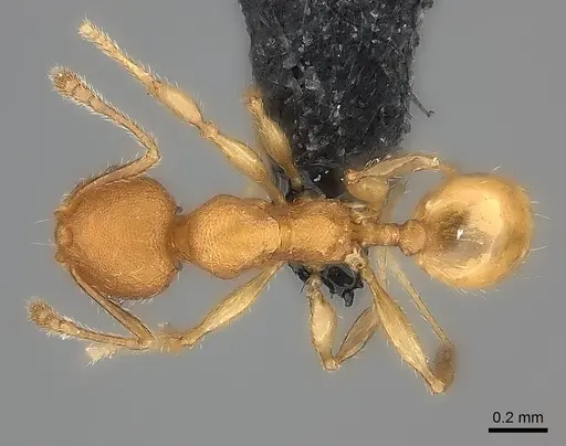 Pheidole nemoralis specimen CASENT0235039 image casent0235039_1