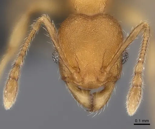 Pheidole nemoralis specimen CASENT0235039 image casent0235039_2