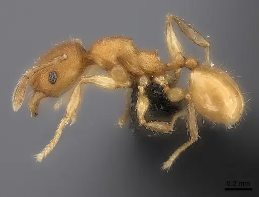 Pheidole nemoralis specimen CASENT0235039 image casent0235039_3