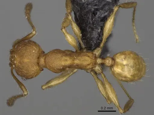 Pheidole nemoralis specimen CASENT0235041 image casent0235041_1