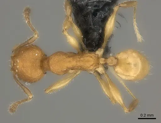 Pheidole nemoralis specimen CASENT0235041 image casent0235041_2