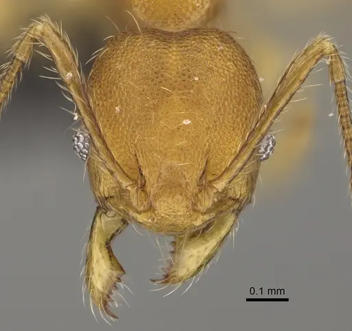 Pheidole nemoralis specimen CASENT0235041 image casent0235041_3
