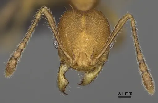 Pheidole nemoralis specimen CASENT0235041 image casent0235041_4