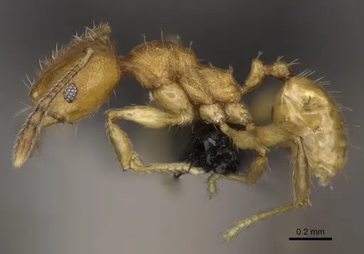 Pheidole nemoralis specimen CASENT0235041 image casent0235041_5