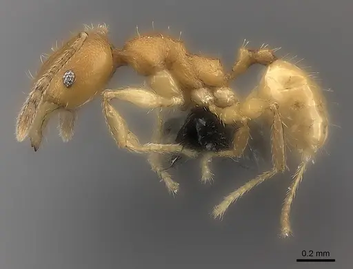 Pheidole nemoralis specimen CASENT0235041 image casent0235041_6