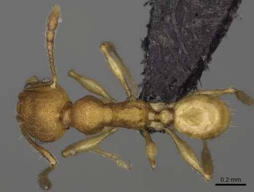Pheidole nemoralis specimen CASENT0430850 image casent0430850_1