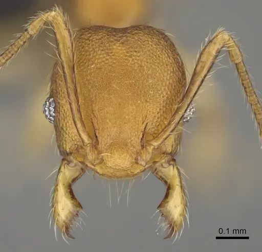 Pheidole nemoralis specimen CASENT0430850 image casent0430850_2