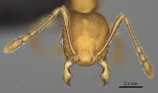 Pheidole nemoralis specimen CASENT0430850 image casent0430850_3