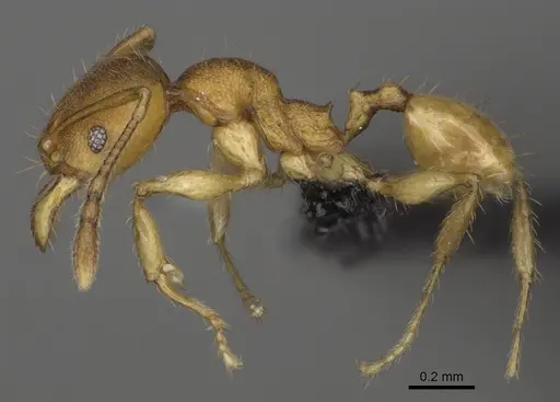 Pheidole nemoralis specimen CASENT0430850 image casent0430850_4