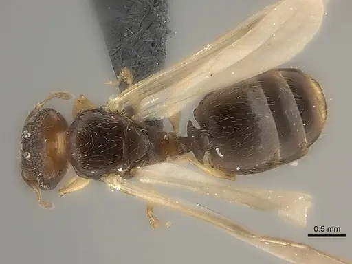 Pheidole nemoralis specimen CASENT0460132 image casent0460132_1