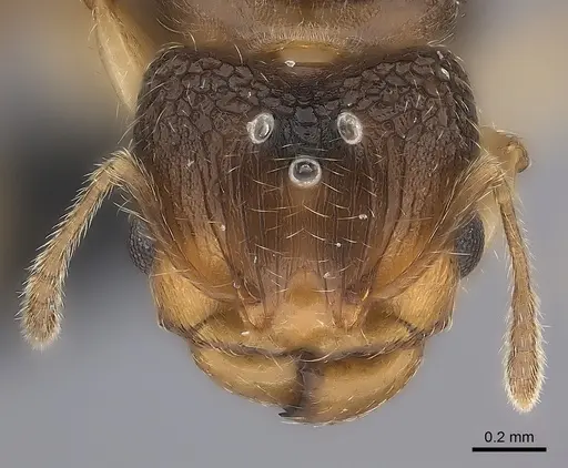 Pheidole nemoralis specimen CASENT0460132 image casent0460132_2