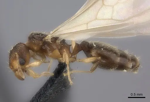 Pheidole nemoralis specimen CASENT0460132 image casent0460132_3