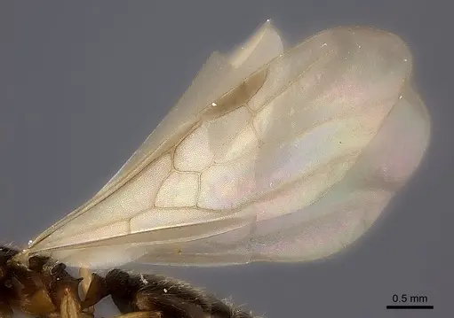 Pheidole nemoralis specimen CASENT0460132 image casent0460132_4