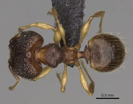 Pheidole nemoralis specimen CASENT0460136 image casent0460136_1