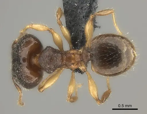 Pheidole nemoralis specimen CASENT0460136 image casent0460136_2