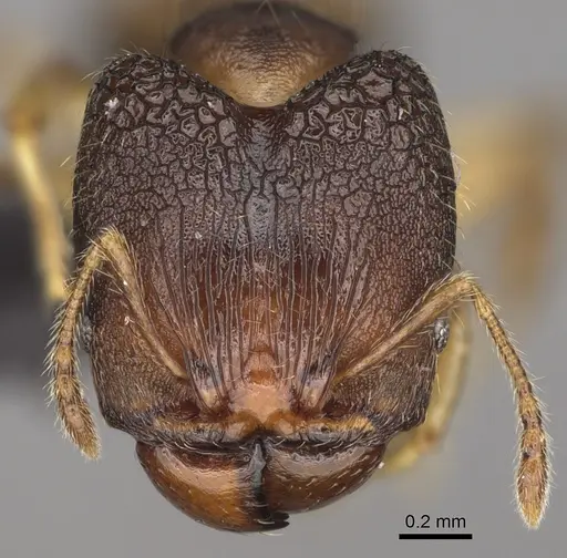 Pheidole nemoralis specimen CASENT0460136 image casent0460136_3