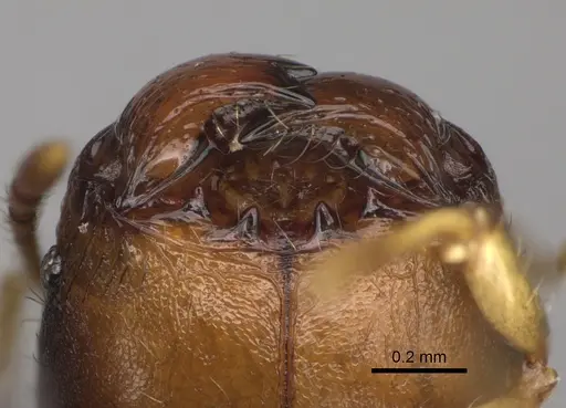 Pheidole nemoralis specimen CASENT0460136 image casent0460136_4