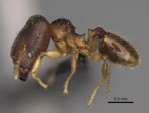 Pheidole nemoralis specimen CASENT0460136 image casent0460136_5
