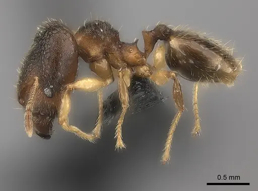 Pheidole nemoralis specimen CASENT0460136 image casent0460136_6