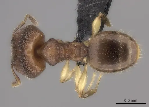 Pheidole nemoralis specimen CASENT0479179 image casent0479179_1