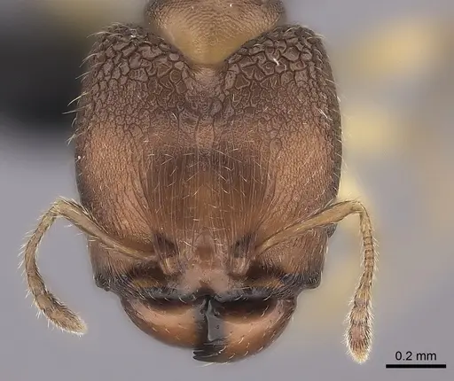 Pheidole nemoralis specimen CASENT0479179 image casent0479179_2
