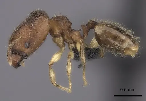 Pheidole nemoralis specimen CASENT0479179 image casent0479179_3