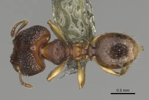 Pheidole nemoralis specimen CASENT0923183 image casent0923183_1