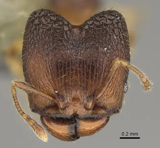 Pheidole nemoralis specimen CASENT0923183 image casent0923183_2