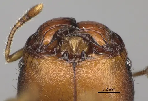 Pheidole nemoralis specimen CASENT0923183 image casent0923183_3