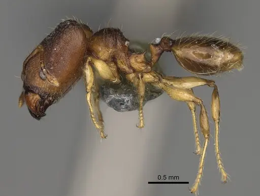 Pheidole nemoralis specimen CASENT0923183 image casent0923183_4