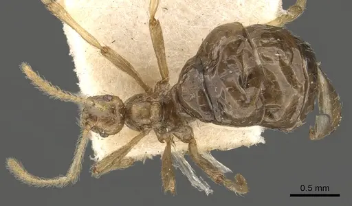 Pheidole neokohli specimen CASENT0901312 image casent0901312_1