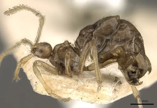Pheidole neokohli specimen CASENT0901312 image casent0901312_3