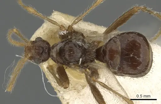 Pheidole neokohli specimen CASENT0901314 image casent0901314_1