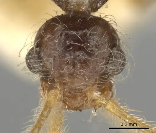 Pheidole neokohli specimen CASENT0901314 image casent0901314_2