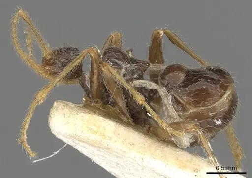 Pheidole neokohli specimen CASENT0901314 image casent0901314_3