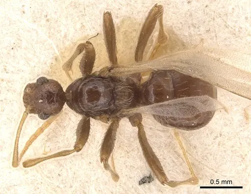 Pheidole neokohli specimen CASENT0904456 image casent0904456_1