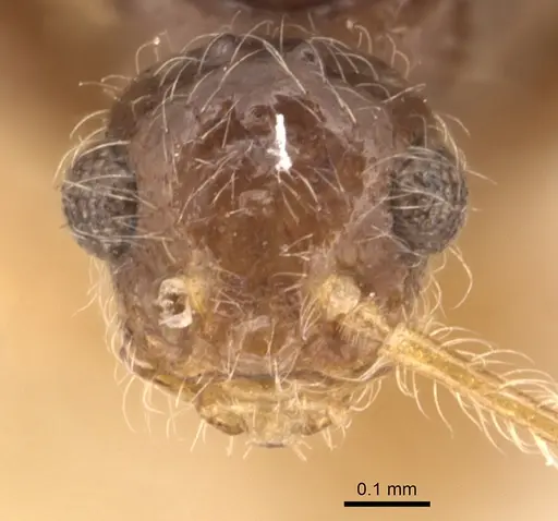Pheidole neokohli specimen CASENT0904456 image casent0904456_2