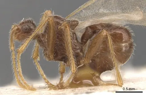 Pheidole neokohli specimen CASENT0904456 image casent0904456_3