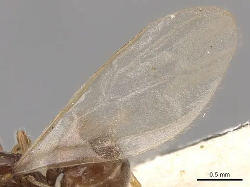 Pheidole neokohli specimen CASENT0904456 image casent0904456_4