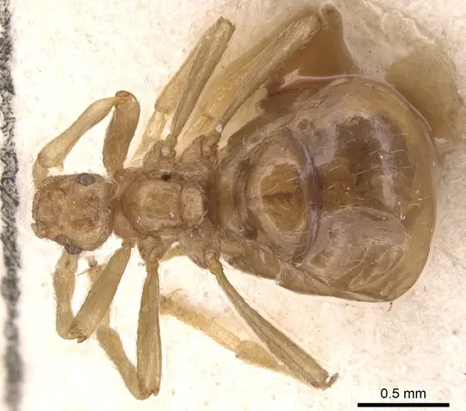 Pheidole neokohli specimen CASENT0904457 image casent0904457_1