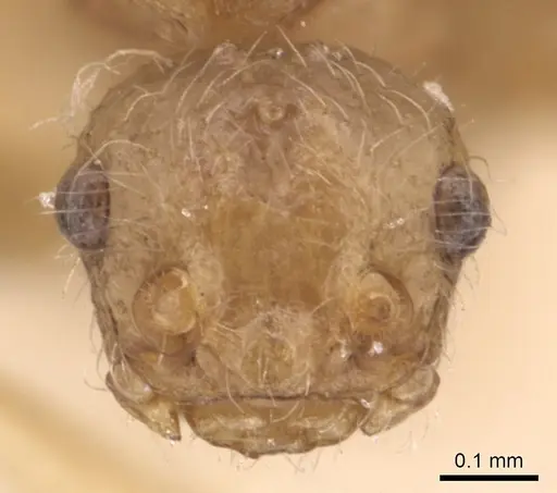 Pheidole neokohli specimen CASENT0904457 image casent0904457_2