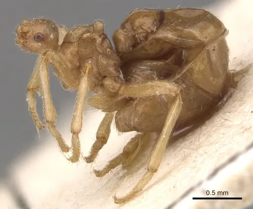 Pheidole neokohli specimen CASENT0904457 image casent0904457_3