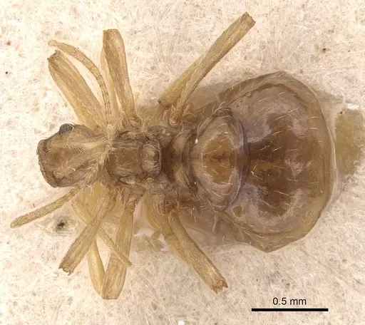 Pheidole neokohli specimen CASENT0904491 image casent0904491_1