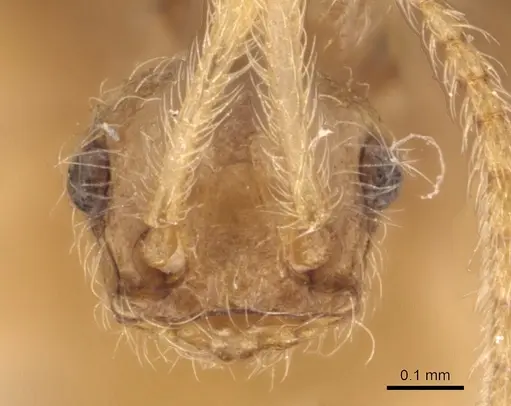 Pheidole neokohli specimen CASENT0904491 image casent0904491_2