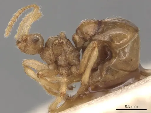 Pheidole neokohli specimen CASENT0904491 image casent0904491_3