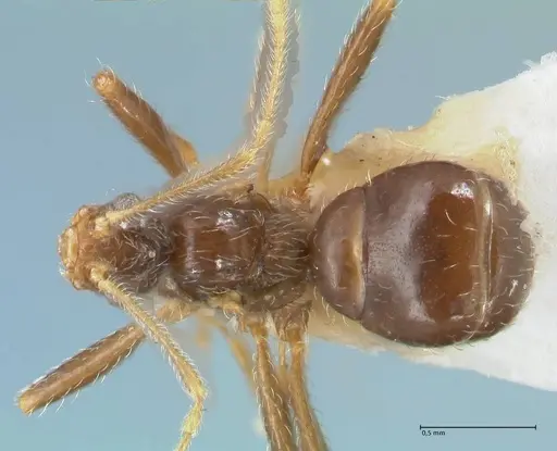 Pheidole neokohli specimen FOCOL1570 image focol1570_1