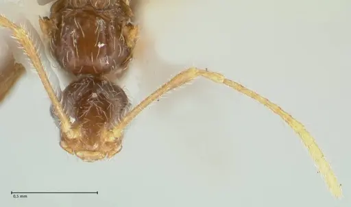 Pheidole neokohli specimen FOCOL1570 image focol1570_2